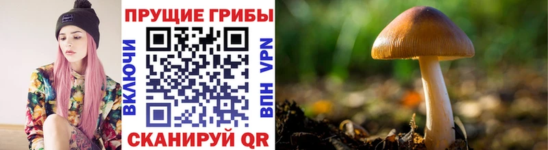 Купить  Почеп  Псилоцибиновые грибы Psilocybe 